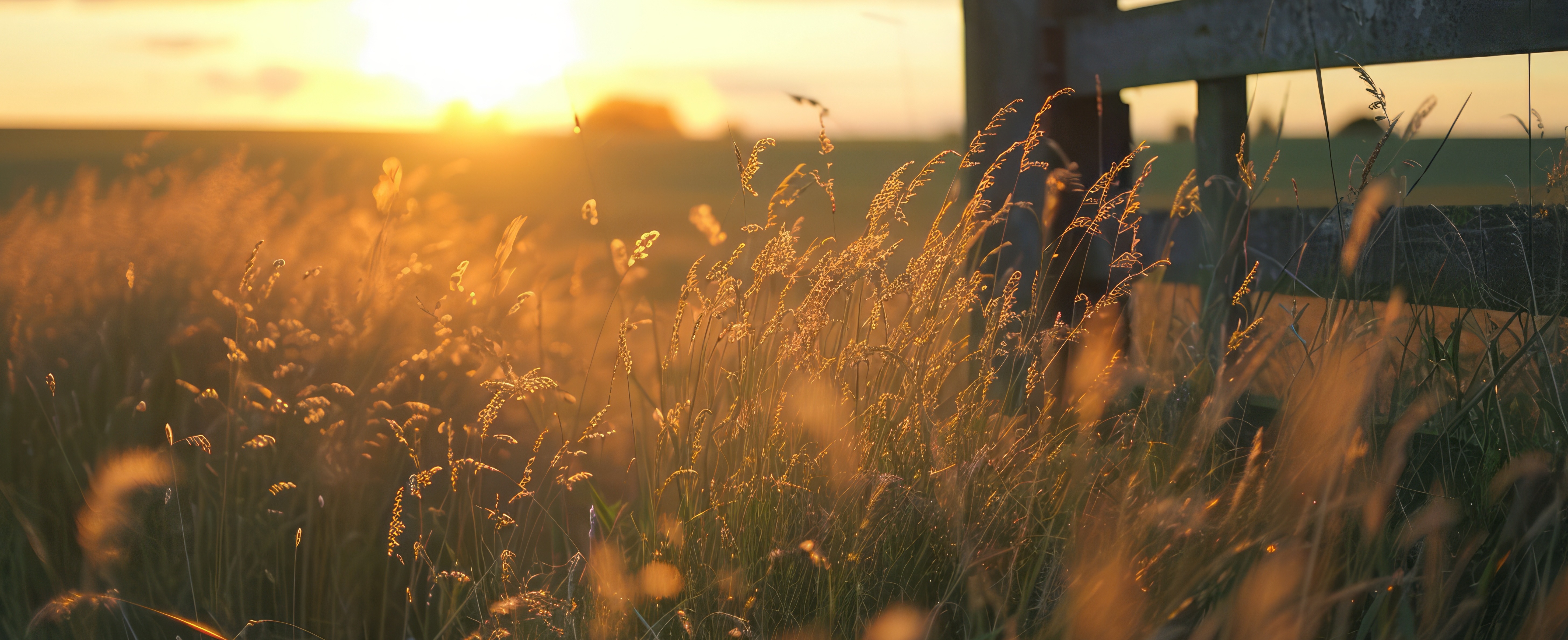 an image of an open field with a yellow sunset